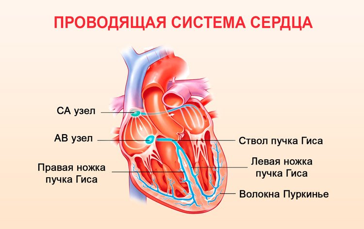 Функция проводимости сердца
